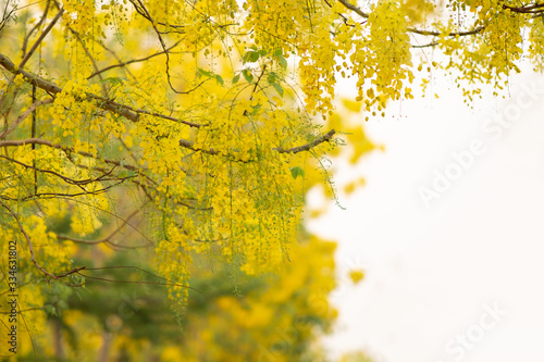 the seasonal local thai yellow flowers over the cloudy white sky