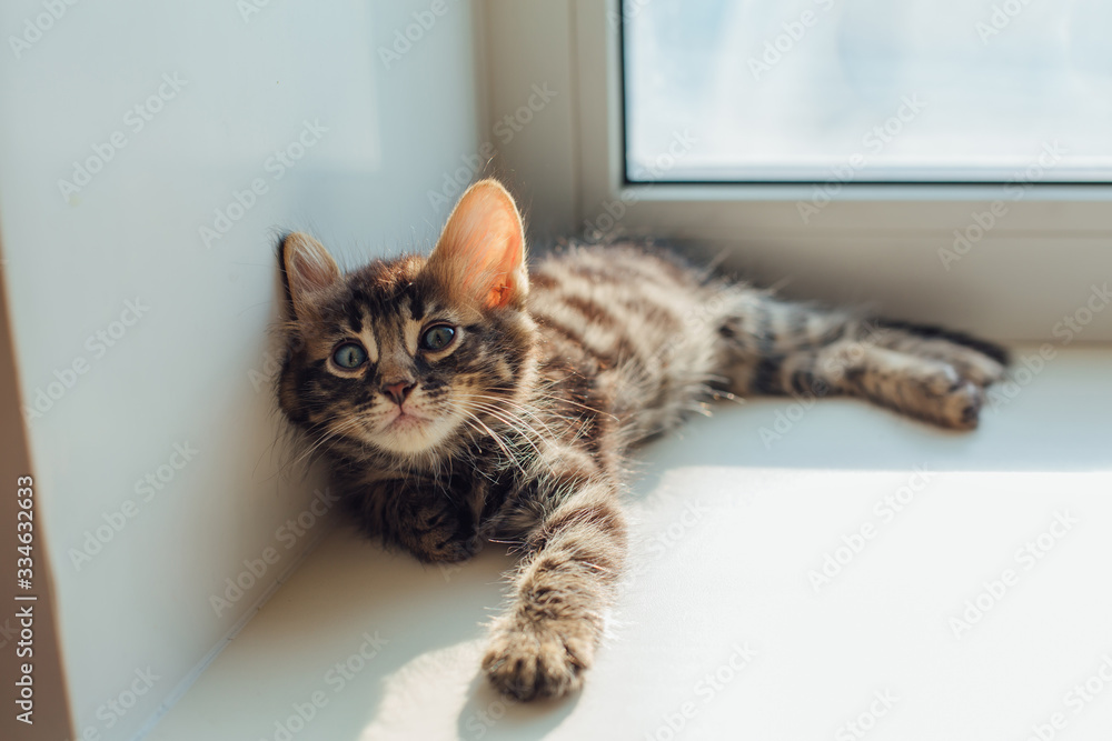 Cute charcoal bengal kitty cat laying windowsill and relaxing.