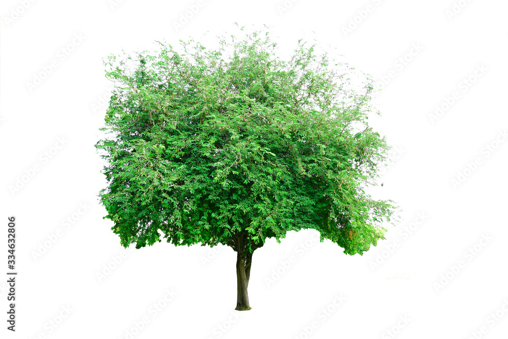 Isolated tamarind tree on white background. Isolated tamarind tree on white background.