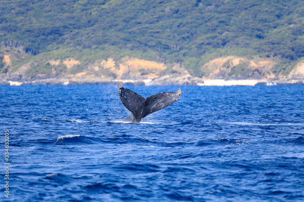 Fototapeta premium Whale watching Okinawa, Japan : 2019 January 10. You may even get a lovely sight of whales swimming with their calves during the tour. The Kerama waters around Tokashiki Island and Zamami Island.