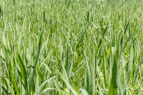 Background with fresh green wild grass. Sunny summer day