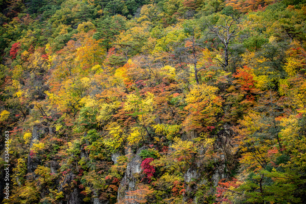 Fall foliage in autumn in Japan. Fall foliage in autumn in Japan.
