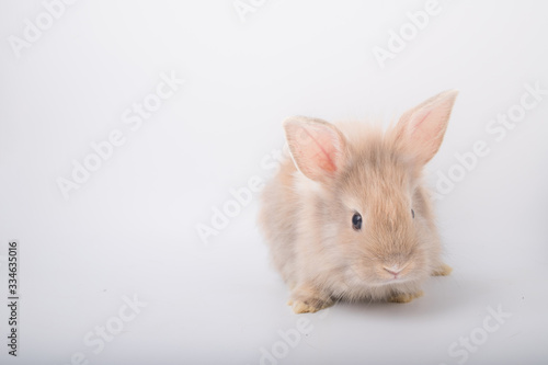 A cute little brown rabbit running on a white background.