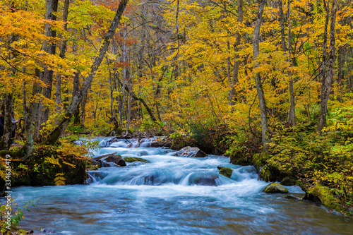 Oirase stream in autumn. The beautiful fall foliage scene along the Oirase river in Aomori.