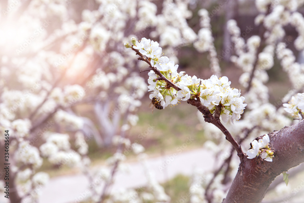 Obraz premium Blooming gardens and trees in spring. Plum blossoms are beautiful white flowers, pollinated by bees. Delicate clusters of flowers in the pink rays of the rising sun.