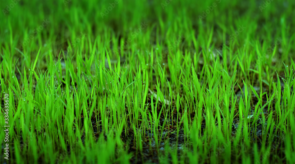 Obraz premium Rice is germinating on fertile soil,