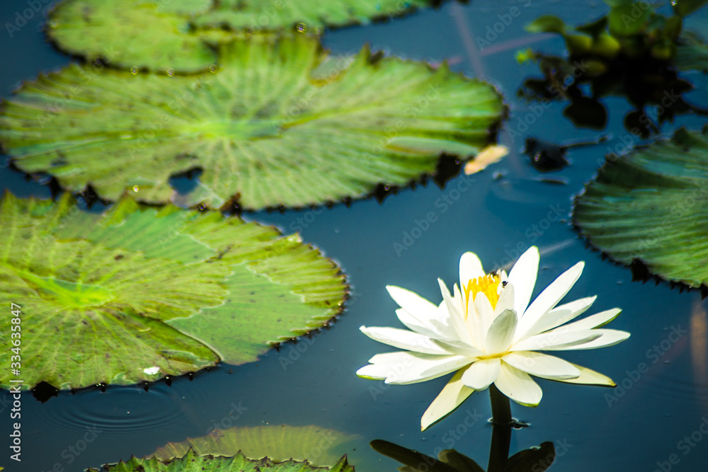 Aquatic garden with leaves, flower on a natural lake. Aquatic garden with leaves, flower on a natural lake.