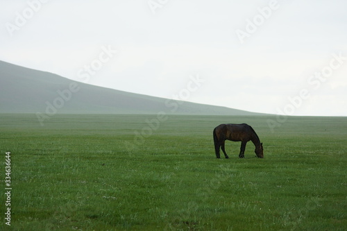 몽골초원과 말