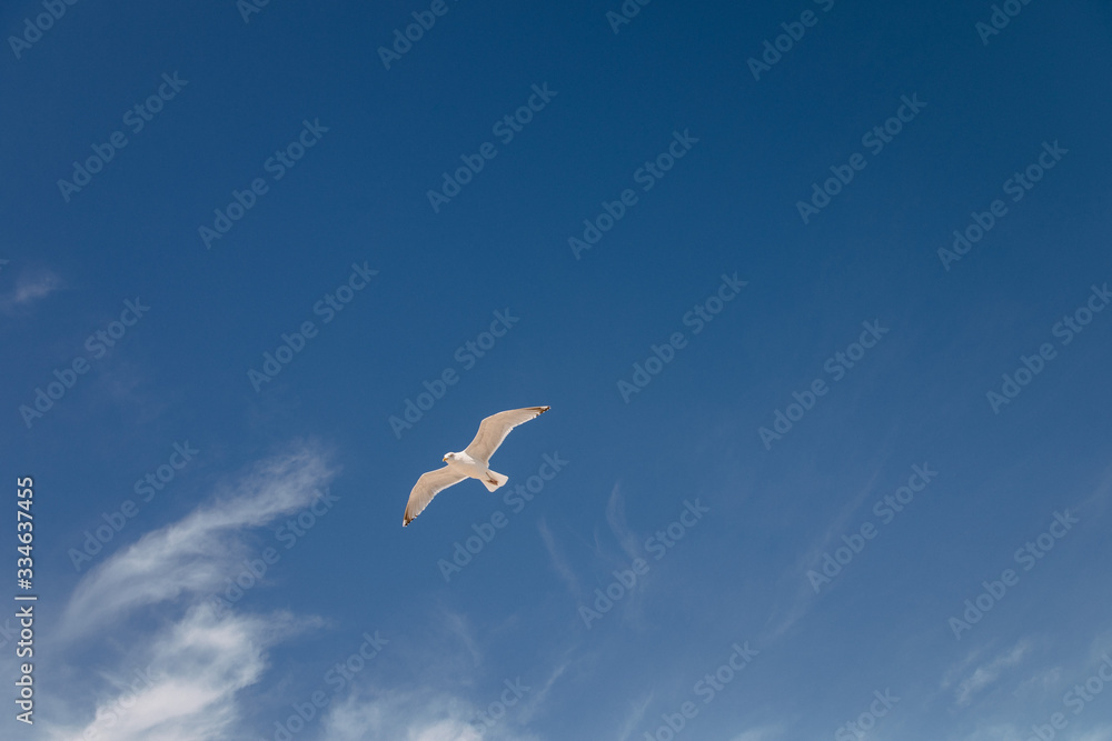 Fototapeta premium Seagull flying in the sky above the ocean in Montauk