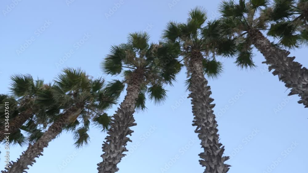 Clip of palm trees inside a villa in Ibiza Clip of palm trees inside a villa in Ibiza