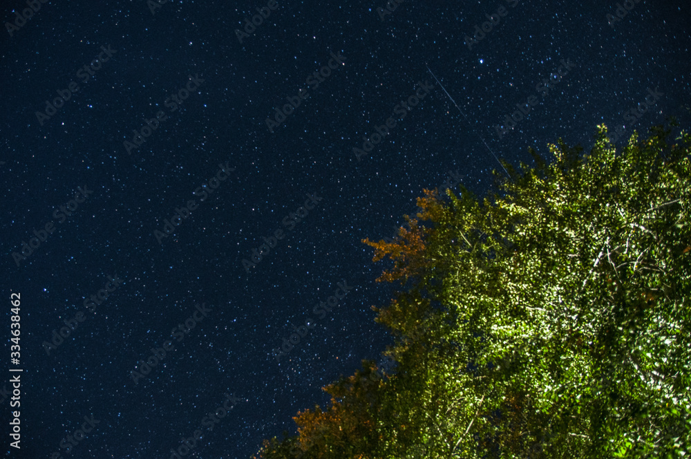 Sky stars and tree Sky stars and tree