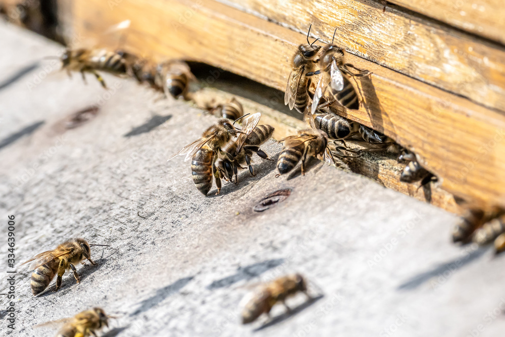 Close up of flying honey bees into beehive apiary Working bees collecting yellow pollen Close up of flying honey bees into beehive apiary Working bees collecting yellow pollen