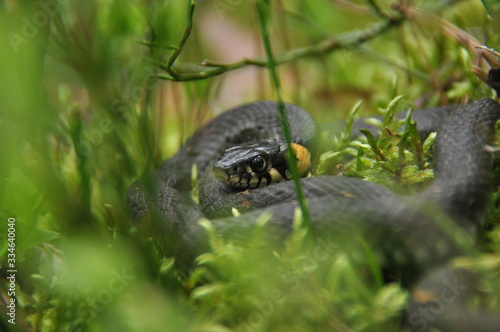 Grass snake resting and hunting in the woods for smaller victims. A venomous snake with yellow spots on the head with a shiny scales and a split tongue. Cold blooded reptile. © TRINGA