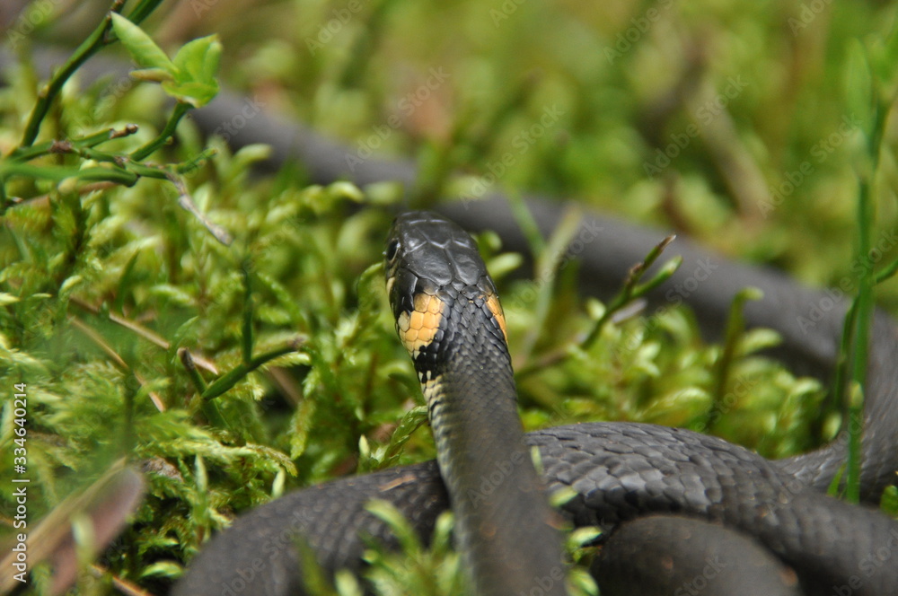 Fototapeta premium Grass snake resting and hunting in the woods for smaller victims. A venomous snake with yellow spots on the head with a shiny scales and a split tongue. Cold blooded reptile.