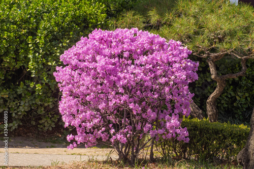 Fototapeta Naklejka Na Ścianę i Meble -  庭に咲くピンクの花
