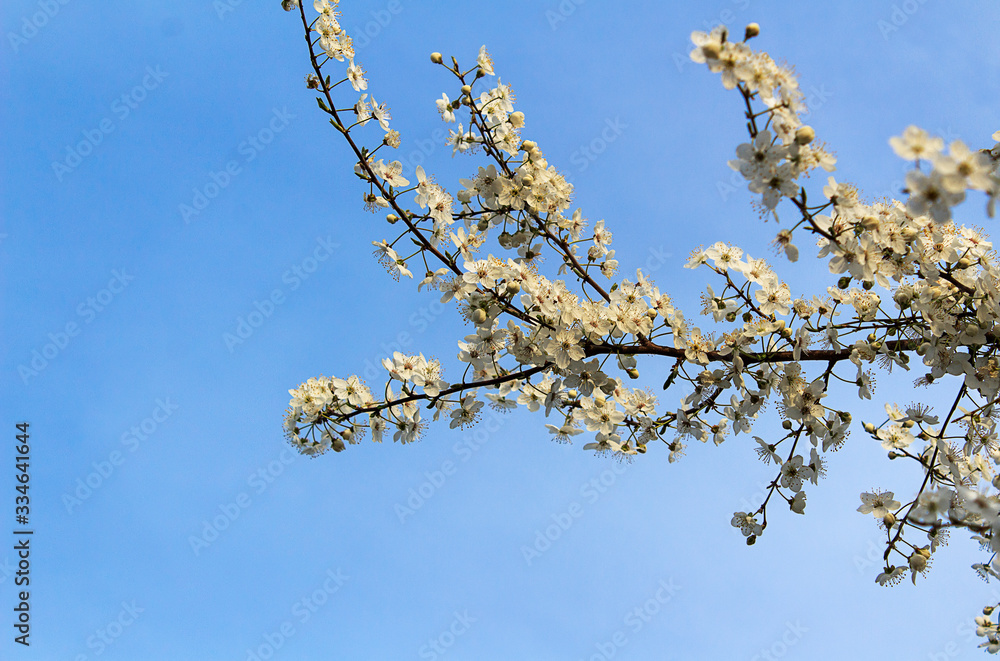 Blossom white spring branch on a blue sky background. Spring flowers, greening card with Mother day. Copy spase, close up Blossom white spring branch on a blue sky background. Spring flowers, greening card with Mother day. Copy spase, close up