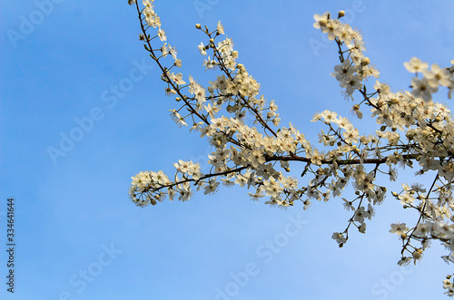 Blossom white spring branch on a blue sky background. Spring flowers  greening card with Mother day. Copy spase  close up