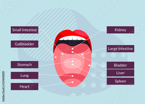 Flat Vector Illustration and Infographic Representing Relationship of Tongue Parts with Organs in Human Body