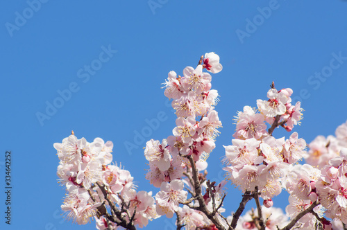 青空と薄桃色の花