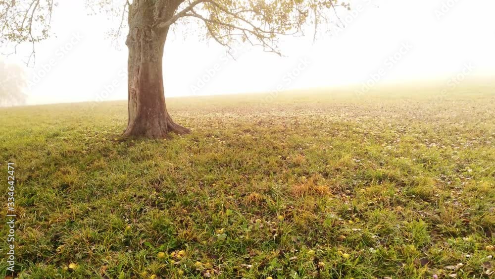 Slow movement towards an apple tree in the fog. Warm morning light, foggy. Apples on the ground. Wide angle dolly in Slow movement towards an apple tree in the fog. Warm morning light, foggy. Apples on the ground. Wide angle dolly in