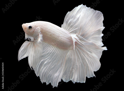 Betta White Platinum Halfmoon HM Male or Plakat Fighting Fish Splendens On Black Background.