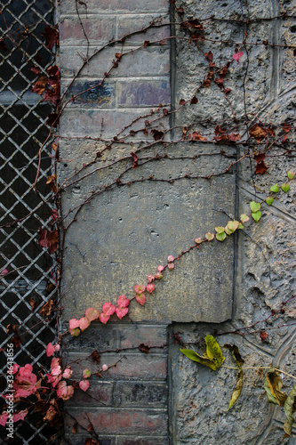 mur et grille avec lierres vert et rouge