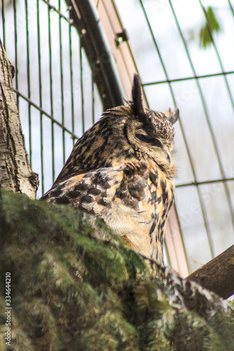 Hibou Grand-Duc