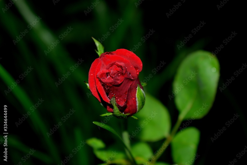 Obraz premium red rose with dew drops