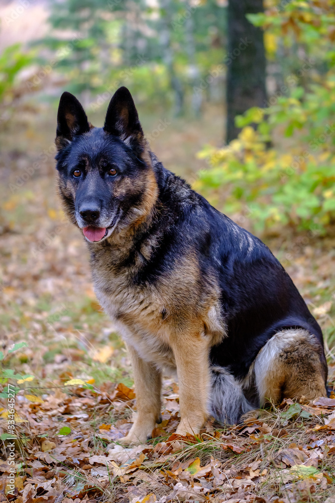 The german shepherd in the autumn forest.