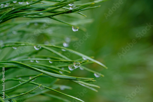 Drops of water on pine needles.