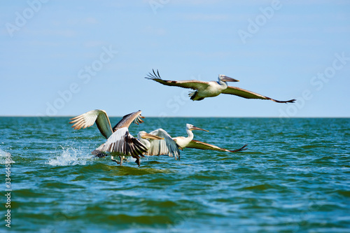  A  pelicans is taking off from the water of a sea. Caspian Sea. Atyrau Region. Kazakhstan.  Pelicans are a genus of large water birds that make up the family Pelecanidae.  © Yerbolat