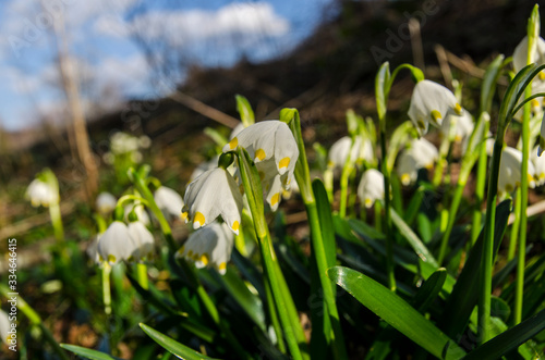 Pierwsze wiosenne kwiaty  © wedrownik52