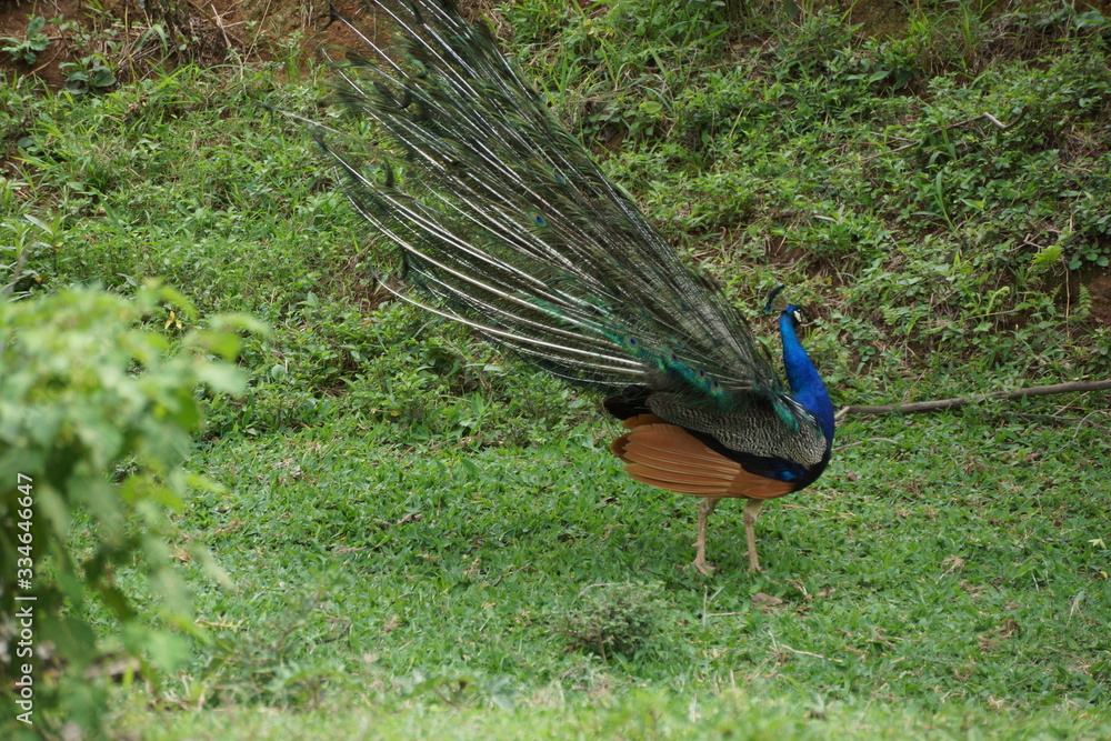 Obraz premium Pavão