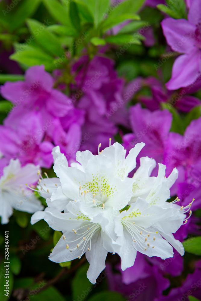 Fototapeta premium 야외 공원 핀 분홍색 진달래