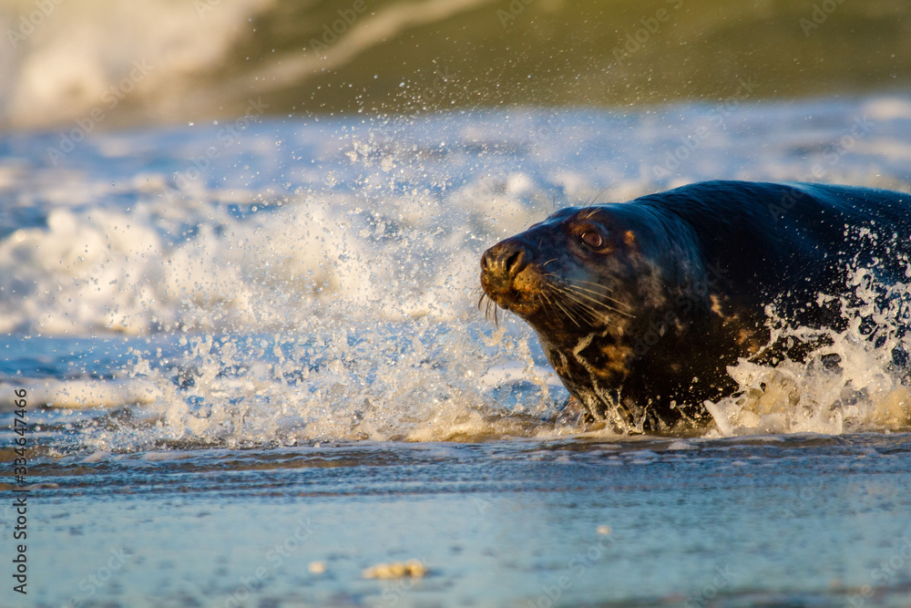 Obraz premium Kegelrobbe (Halichoerus grypus) auf Helgoland, Deutschland