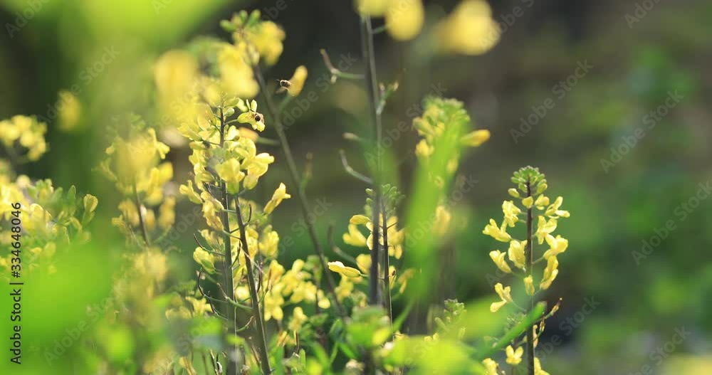Flowering kale plants in growth at spring vegetable garden Flowering kale plants in growth at spring vegetable garden