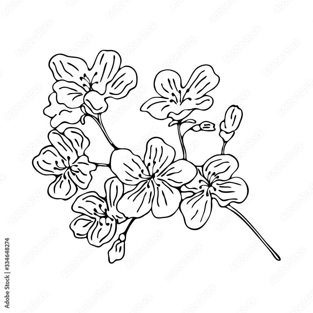 Isolated Cherry blossom branch. Black outline. Isolated Cherry blossom branch. Black outline.
