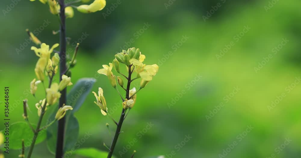 Flowering kale plants in growth at spring vegetable garden Flowering kale plants in growth at spring vegetable garden