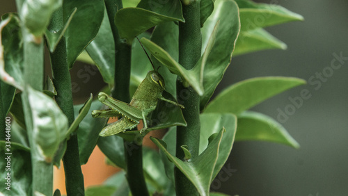 Fotografie the grass hooper is hiding in the branch