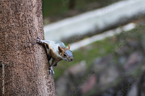 ARDILLA EN CHAPULTEPEC