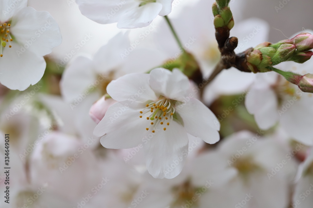ソメイヨシノ(サクラ)の花 ソメイヨシノ(サクラ)の花