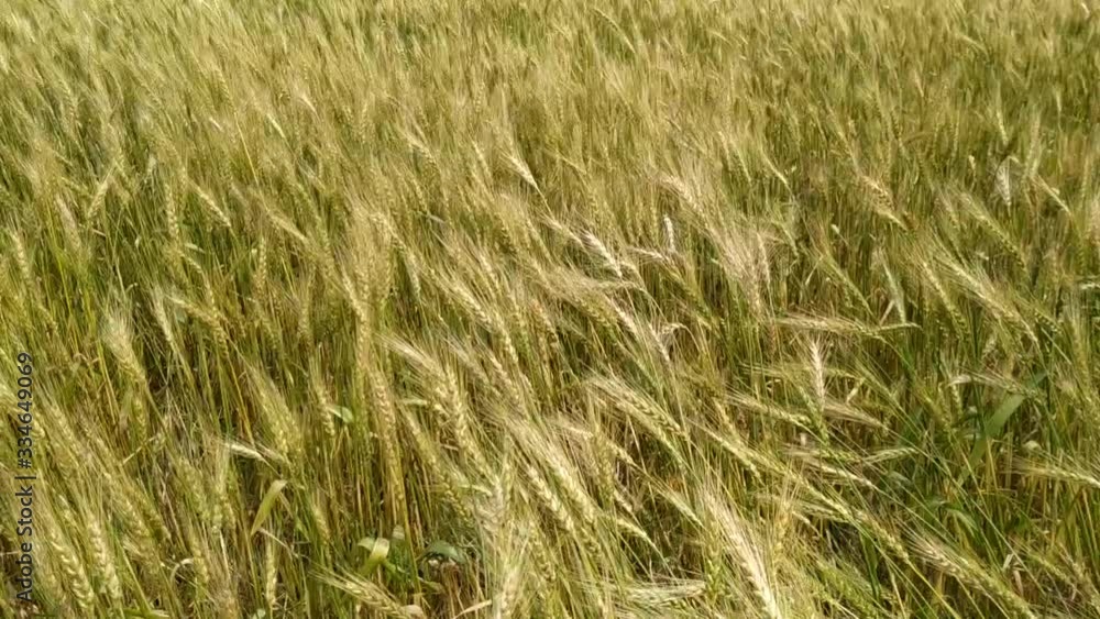 Green ears of wheat sway on the field in the wind. Natural beautiful fresh Green ears of wheat sway on the field in the wind. Natural beautiful fresh