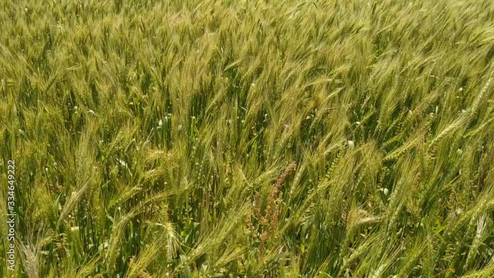 Green ears of wheat sway on the field in the wind. Natural beautiful fresh Green ears of wheat sway on the field in the wind. Natural beautiful fresh