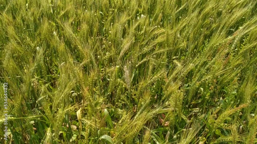 Green ears of wheat sway on the field in the wind. Natural beautiful fresh Green ears of wheat sway on the field in the wind. Natural beautiful fresh