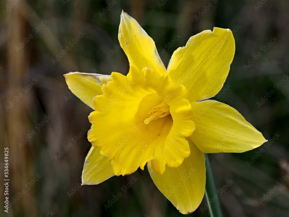 Fototapeta premium Yellow daffodil close-up