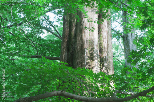 Wallpaper Mural 1本の木 Torontodigital.ca