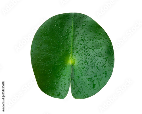 A bright lotus leaf on a white isolated background