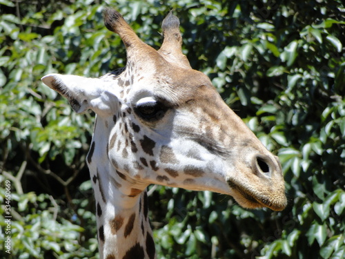 Girafa © JRFOTOS