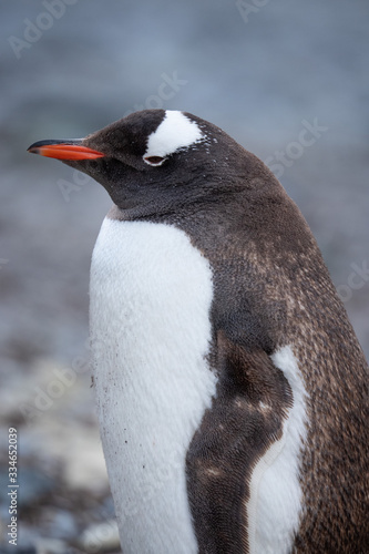 Gentoo Penguin  Antarctica