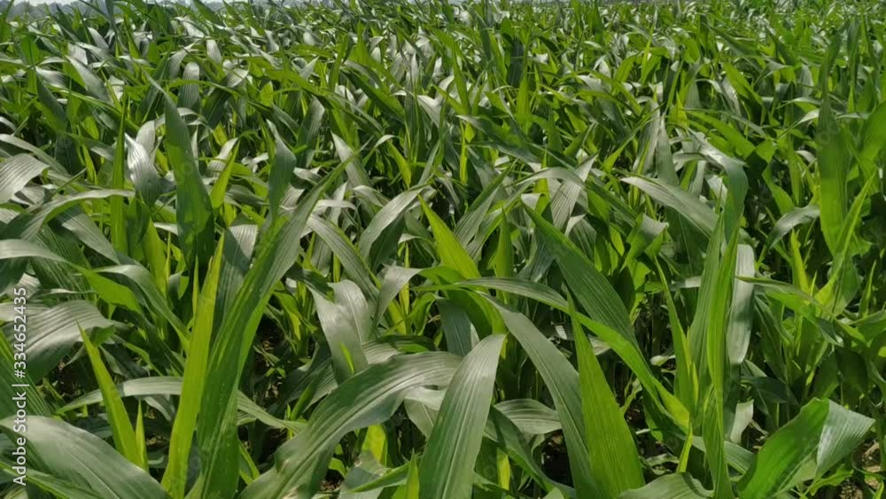 Close up on a corn plant leaf that flutters in the wind. Green natural beautiful.